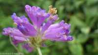 tufted penstemon, Idaho beardtongue, loose penstemon (<em>Penstemon laxus</em>)