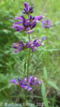tufted penstemon, Idaho beardtongue, loose penstemon (<em>Penstemon laxus</em>)