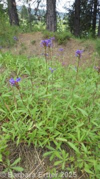 tufted penstemon, Idaho beardtongue, loose penstemon (<em>Penstemon laxus</em>)