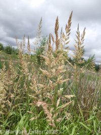 reed canarygrass (<em>Phalaris arundinacea</em>)