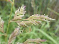 reed canarygrass (<em>Phalaris arundinacea</em>)