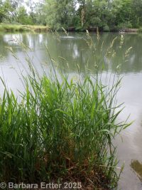 reed canarygrass (<em>Phalaris arundinacea</em>)