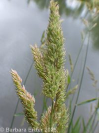 reed canarygrass (<em>Phalaris arundinacea</em>)