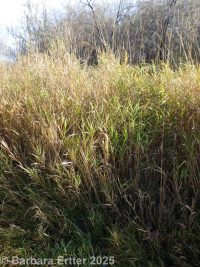 reed canarygrass (<em>Phalaris arundinacea</em>)