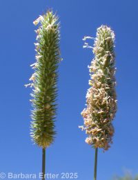 timothy (<em>Phleum pratense</em>)