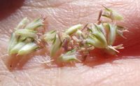 timothy (<em>Phleum pratense</em>)
