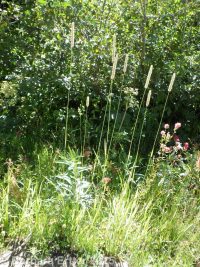 timothy (<em>Phleum pratense</em>)