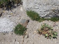 many-flowered phlox, flowery phlox (<em>Phlox multiflora</em>)