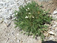 many-flowered phlox, flowery phlox (<em>Phlox multiflora</em>)
