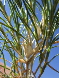many-flowered phlox, flowery phlox (<em>Phlox multiflora</em>)