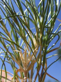 many-flowered phlox, flowery phlox (<em>Phlox multiflora</em>)