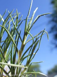 many-flowered phlox, flowery phlox (<em>Phlox multiflora</em>)