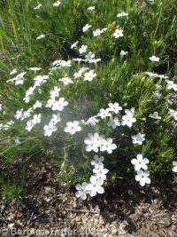 many-flowered phlox, flowery phlox (<em>Phlox multiflora</em>)