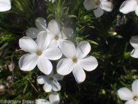 many-flowered phlox, flowery phlox (<em>Phlox multiflora</em>)
