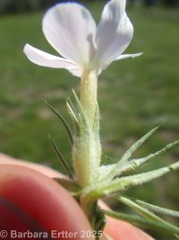 many-flowered phlox, flowery phlox (<em>Phlox multiflora</em>)
