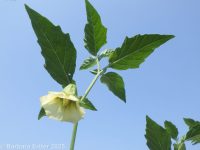 smooth ground-cherry (<em>Physalis longifolia var. subglabrata</em>)