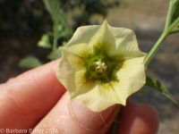smooth ground-cherry (<em>Physalis longifolia var. subglabrata</em>)