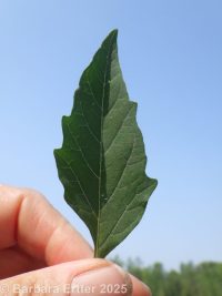 smooth ground-cherry (<em>Physalis longifolia var. subglabrata</em>)