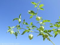 smooth ground-cherry (<em>Physalis longifolia var. subglabrata</em>)