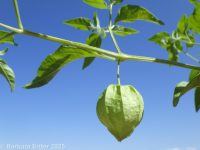 smooth ground-cherry (<em>Physalis longifolia var. subglabrata</em>)