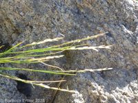 little ricegrass (<em>Piptatheropsis exigua</em>)