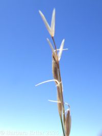 little ricegrass (<em>Piptatheropsis exigua</em>)