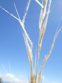 little ricegrass (<em>Piptatheropsis exigua</em>)