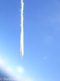 little ricegrass (<em>Piptatheropsis exigua</em>)