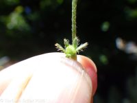 harsh popcorn-flower (<em>Plagiobothrys hispidulus</em>)