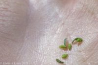 harsh popcorn-flower (<em>Plagiobothrys hispidulus</em>)