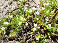 harsh popcorn-flower (<em>Plagiobothrys hispidulus</em>)