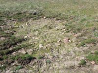 harsh popcorn-flower (<em>Plagiobothrys hispidulus</em>)