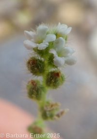 harsh popcorn-flower (<em>Plagiobothrys hispidulus</em>)
