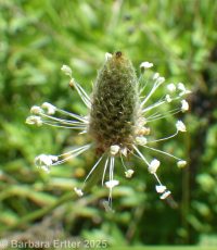 narrowleaf or English plantain (<em>Plantago lanceolata</em>)