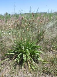 narrowleaf or English plantain (<em>Plantago lanceolata</em>)