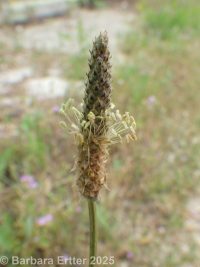 narrowleaf or English plantain (<em>Plantago lanceolata</em>)