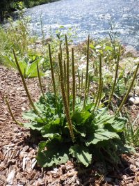 common plantain (<em>Plantago major</em>)