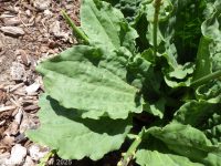 common plantain (<em>Plantago major</em>)