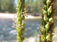 common plantain (<em>Plantago major</em>)