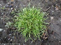 annual bluegrass (<em>Poa annua</em>)