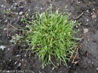 annual bluegrass (<em>Poa annua</em>)