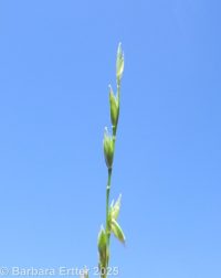 Bolander's bluegrass (<em>Poa bolanderi</em>)