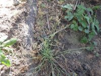 Bolander's bluegrass (<em>Poa bolanderi</em>)