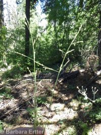 Bolander's bluegrass (<em>Poa bolanderi</em>)