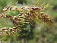 bulbous bluegrass (<em>Poa bulbosa</em>)