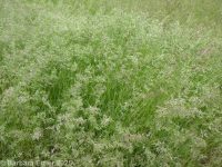 bulbous bluegrass (<em>Poa bulbosa</em>)