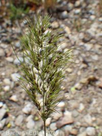 bulbous bluegrass (<em>Poa bulbosa</em>)