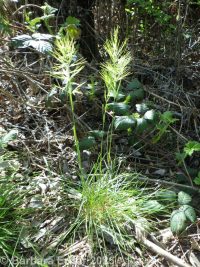 bulbous bluegrass (<em>Poa bulbosa</em>)