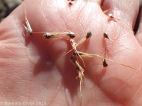 bulbous bluegrass (<em>Poa bulbosa</em>)