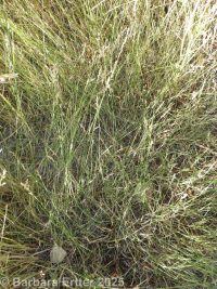 Canada or flatstem bluegrass (<em>Poa compressa</em>)